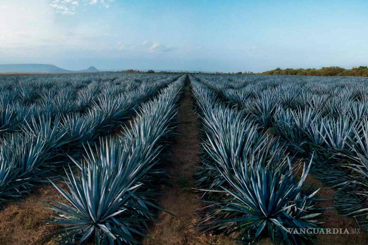 México se consolidará en el 2018 como potencia agroalimentaria en el mundo