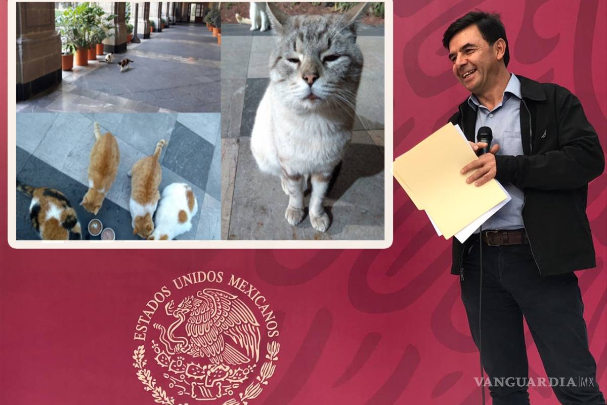 Gatos de Palacio Nacional están inventariados: Jesús Ramírez asegura que no los sacarán de recinto