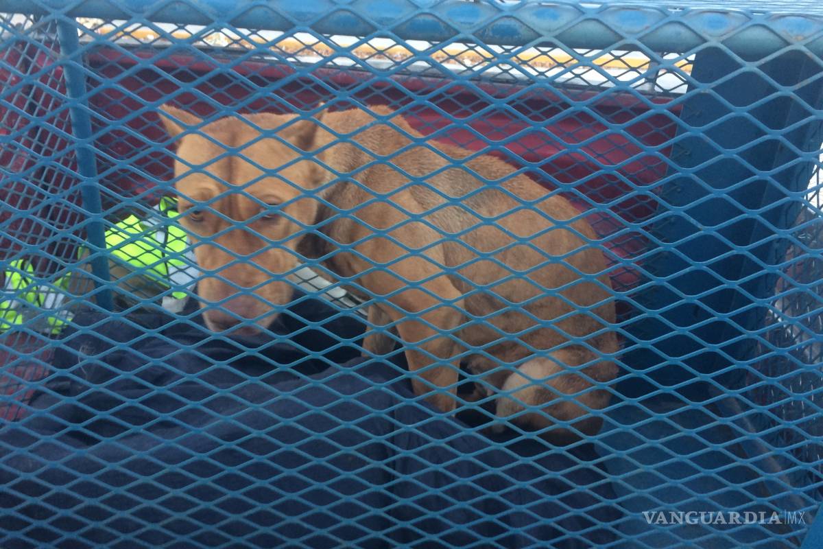 Pitbull ingresa a miscelánea de Saltillo; bomberos lo retienen