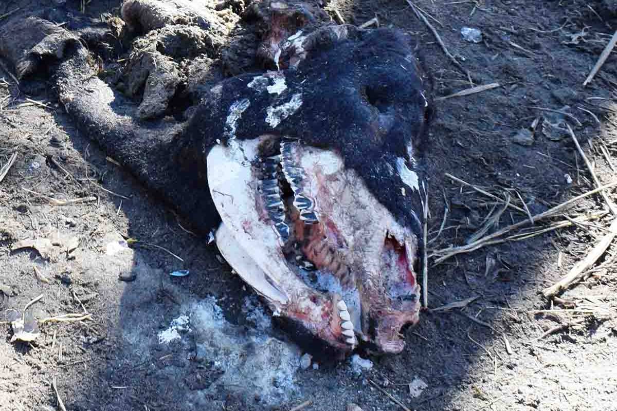 $!Aparecen toros mutilados muy extrañamente; expertos sugieren de responsables a alienígenas o sectas satánicas