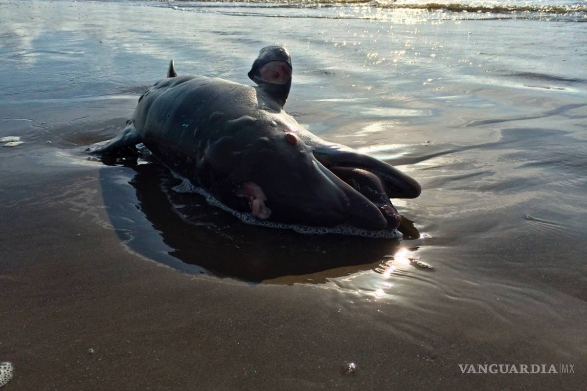$!A 10 años de la explosión de la plataforma Deepwater Horizon la vida silvestre del Golfo de México sigue siendo afectada