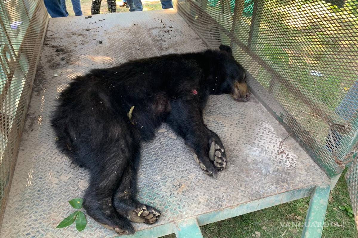 Rescatan a dos oseznos en General Cepeda