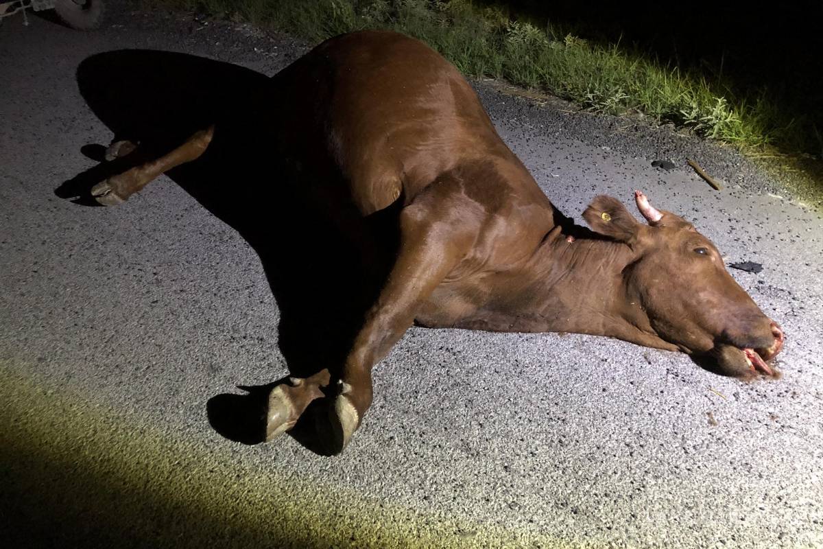 Sale ilesa conductora tras arrollar a dos vacas, en carretera Zacatecas