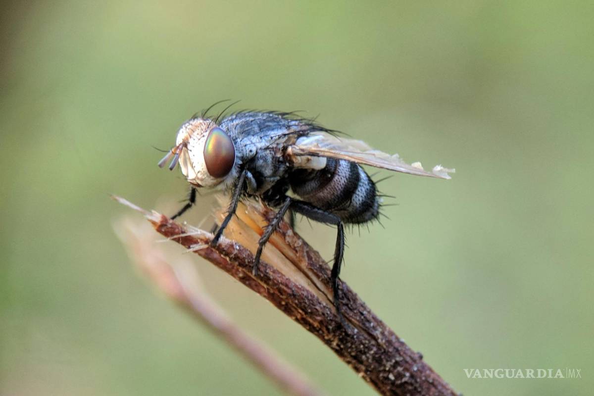 $!Para prevenir una infestación de moscas, es esencial mantener un entorno limpio y libre de posibles atrayentes.