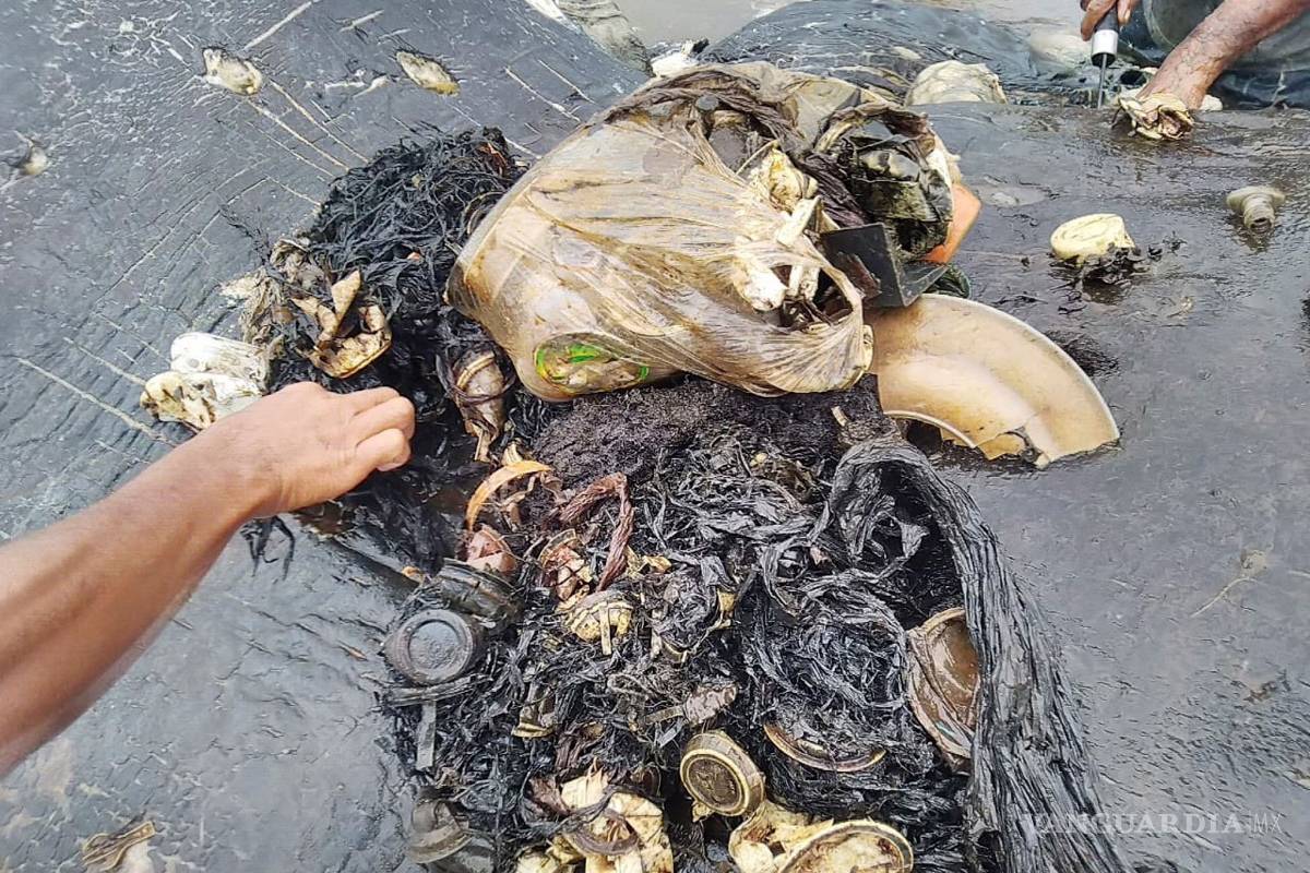 Hallan cachalote con 6 kg de plásticos en sus entrañas