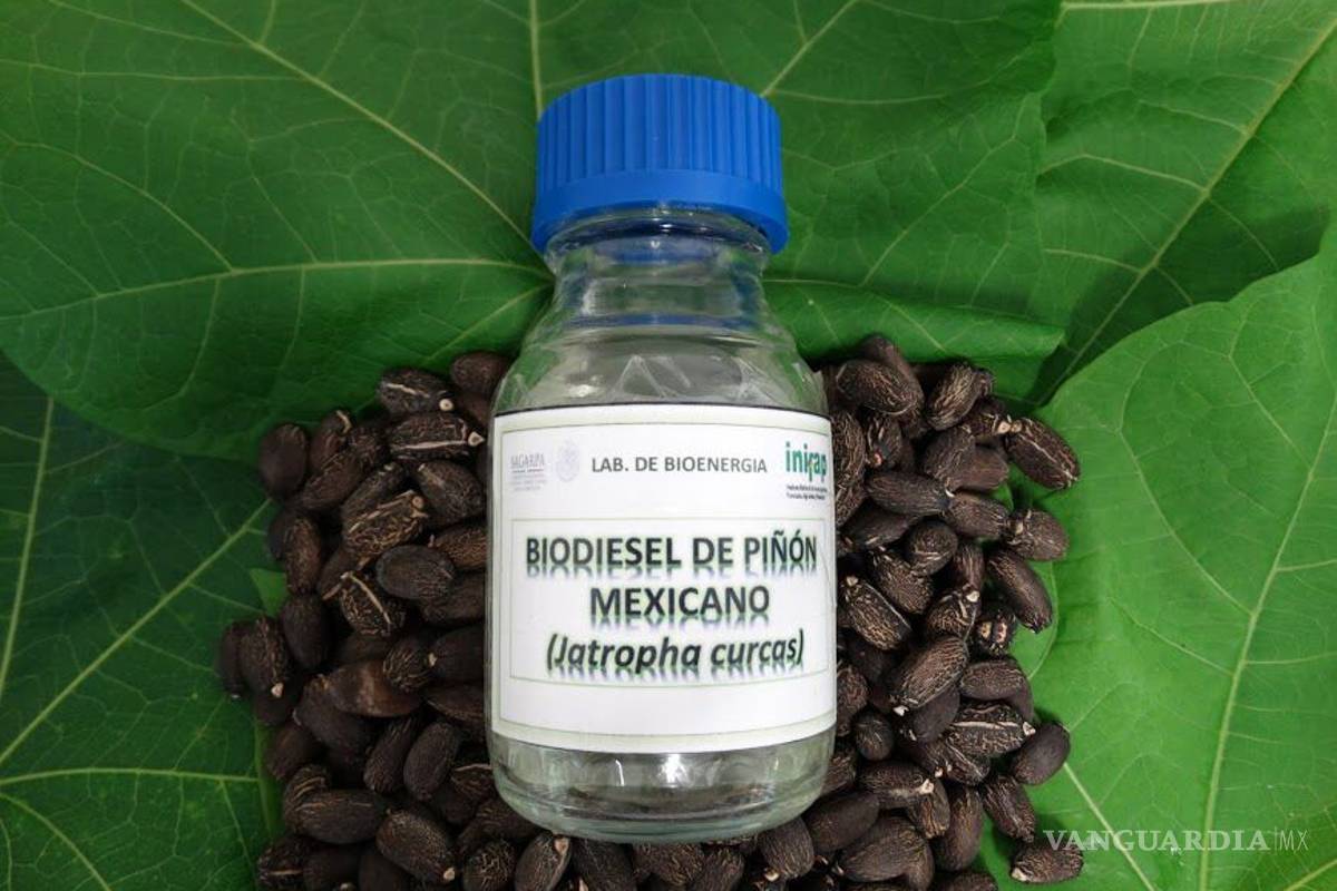 Generan biodiesel a partir de piñón en México
