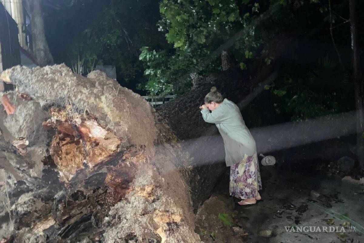 'Mi árbol se fue', mujer llora a nogal de más de 100 años arrancado por 'Hanna' en Nuevo León