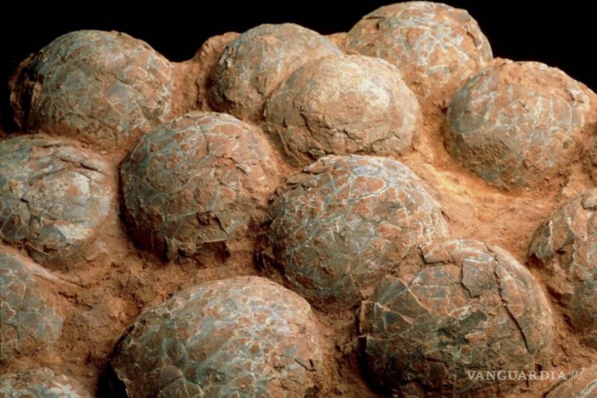 Arrestan a un hombre en China por robar 80 huevos de dinosaurio fosilizados