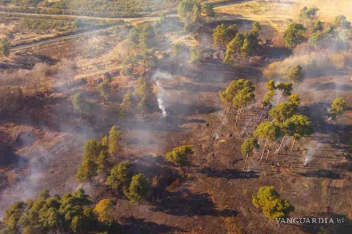 $!Incendio consume el 'Bosque de los Cien Acres' de Winnie the Pooh