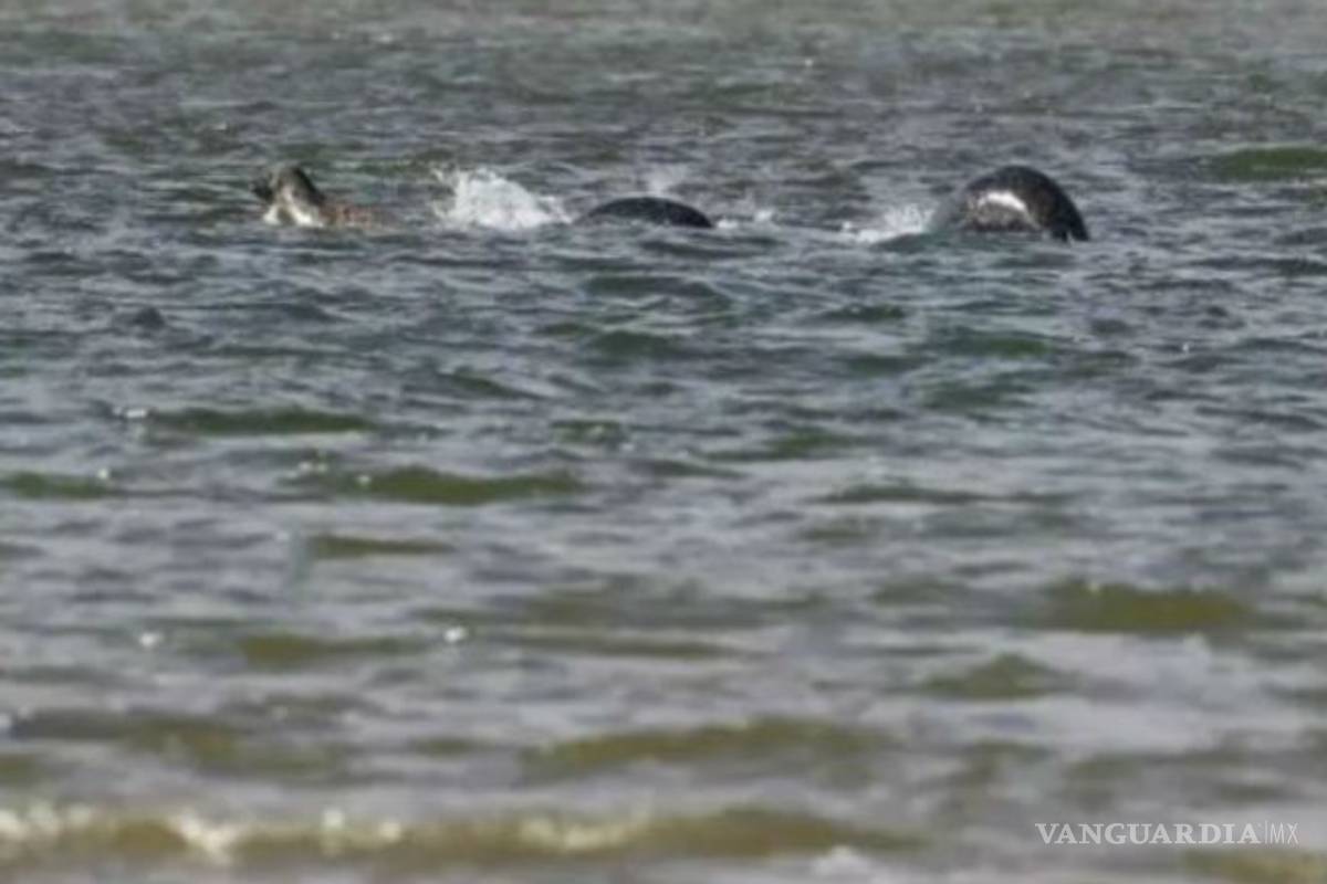 Publican supuesta foto del monstruo del Lago Ness