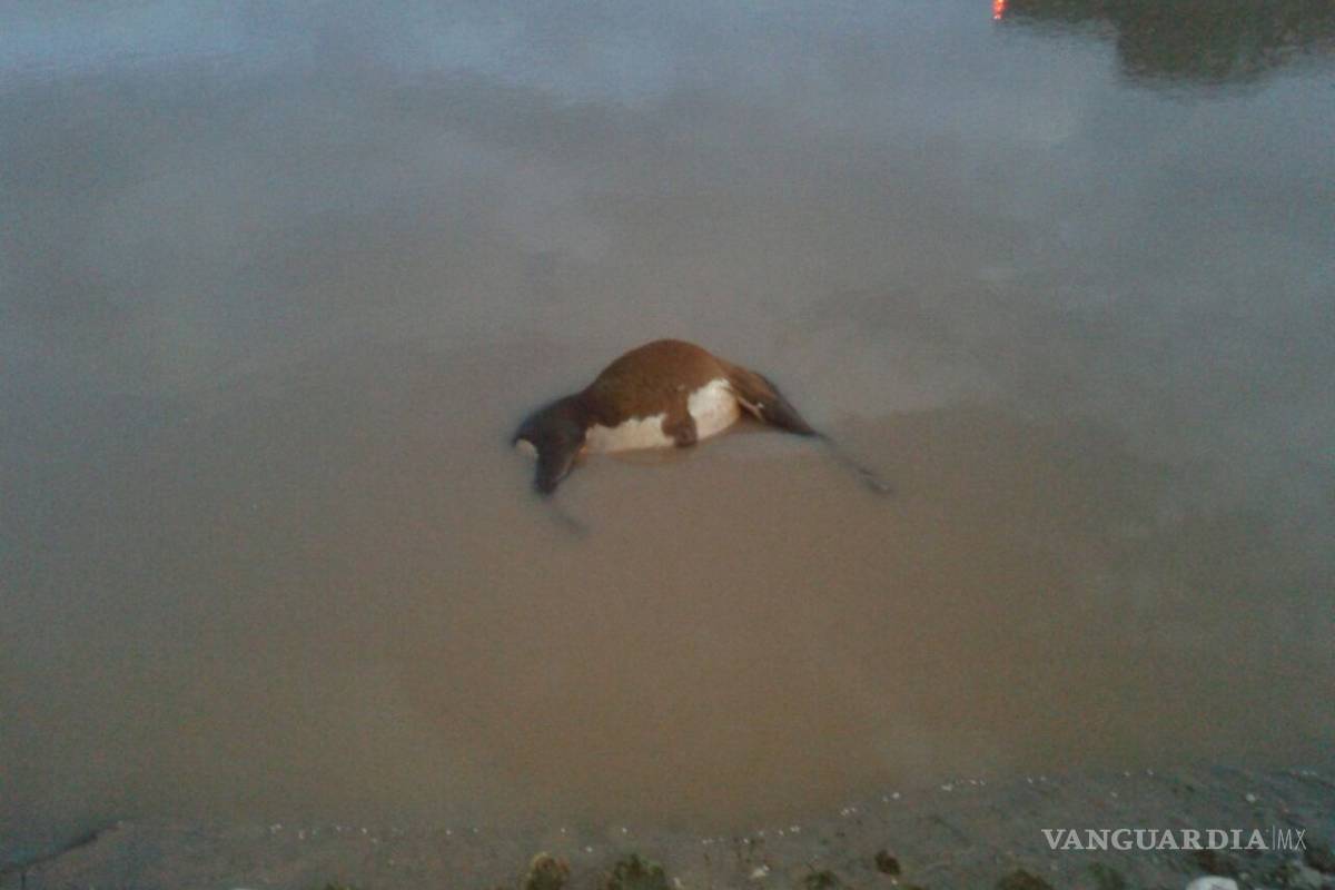 Derrame de tóxico de mina mata a animales en Coahuila