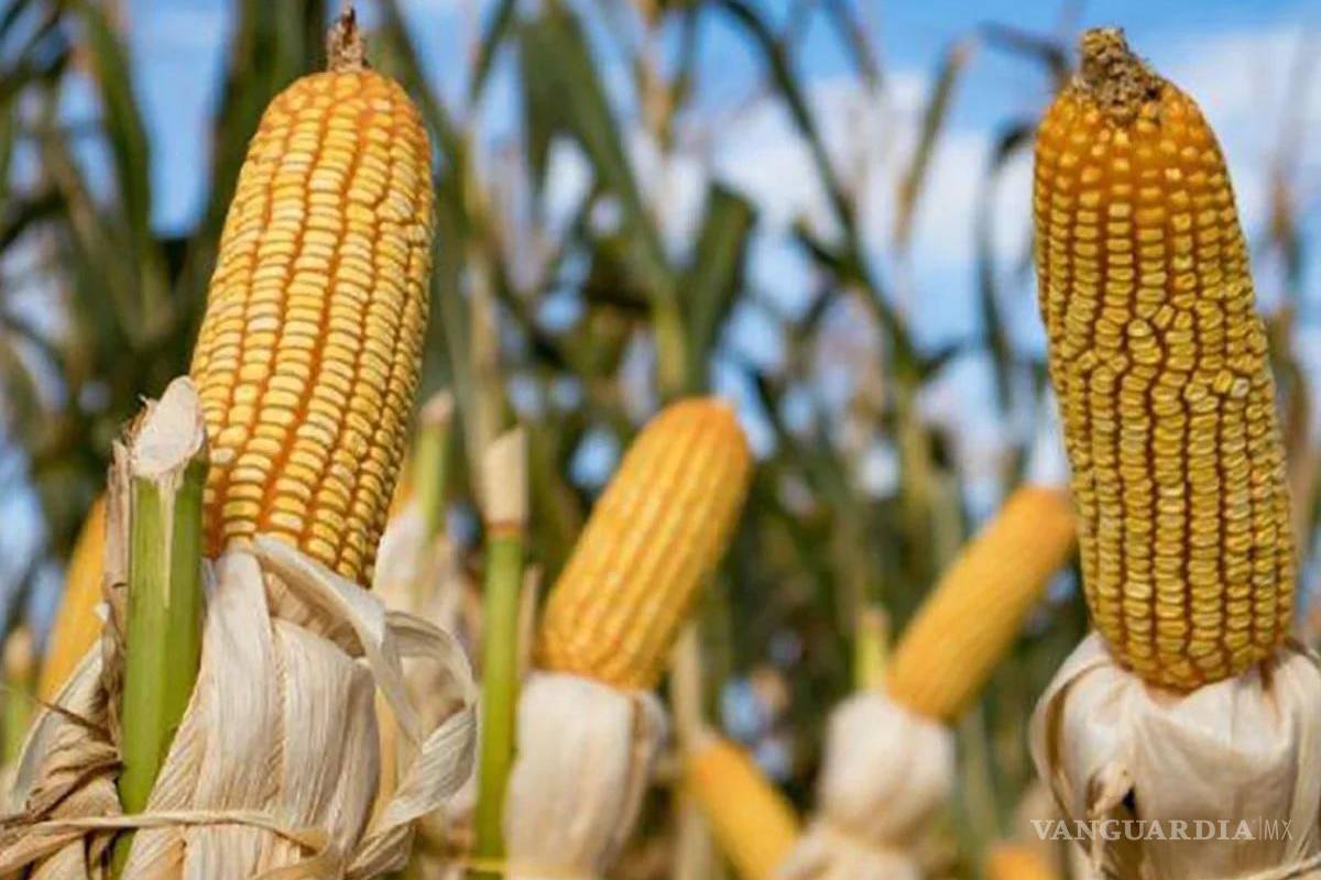 Alimentos modificados son seguros ‘igual que los naturales’: analistas