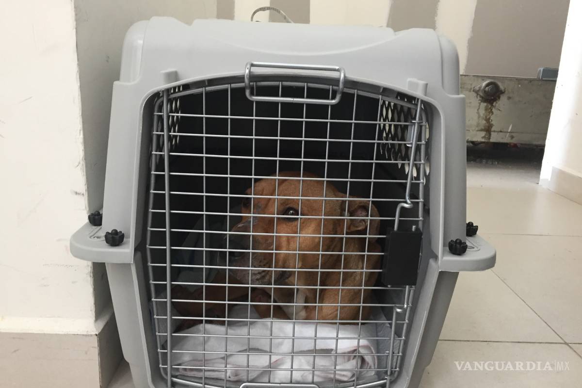 Se va a Malibú: Trasladan a EU al pitbull que causó la muerte del pequeño Iker en Saltillo