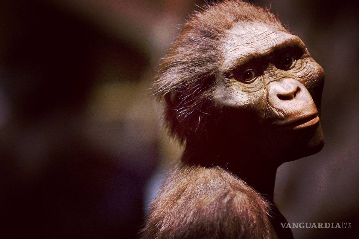 Conociendo a Lucy, el fósil más famoso del mundo