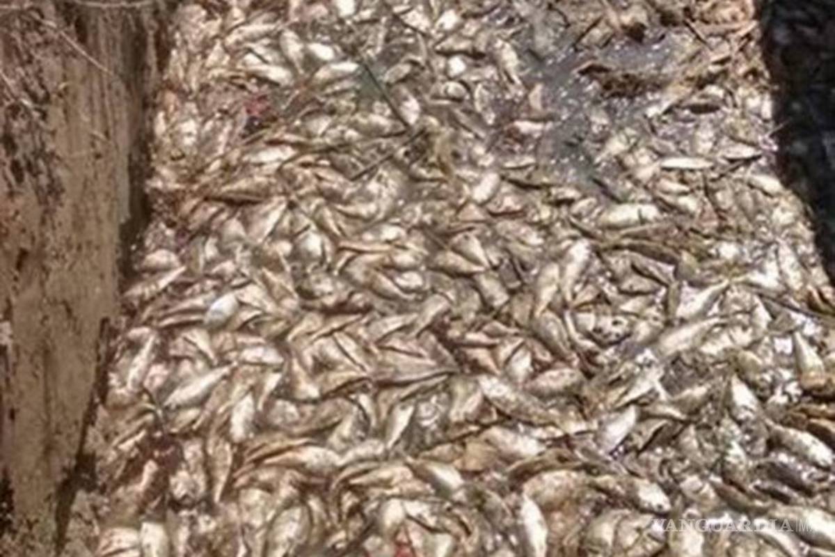 Marea roja mata a más de cuatro toneladas de peces en Tamaulipas