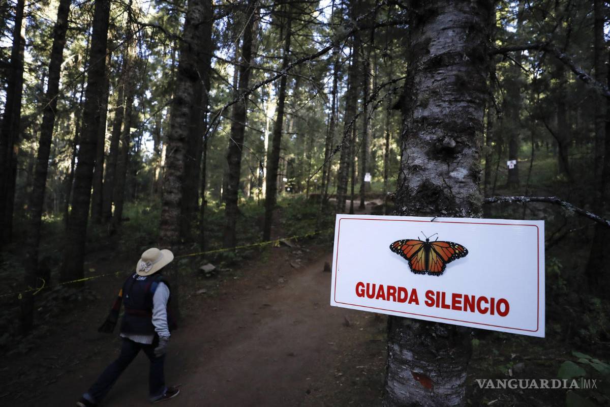 $!¿Por qué proteger las mariposas es tan peligroso?