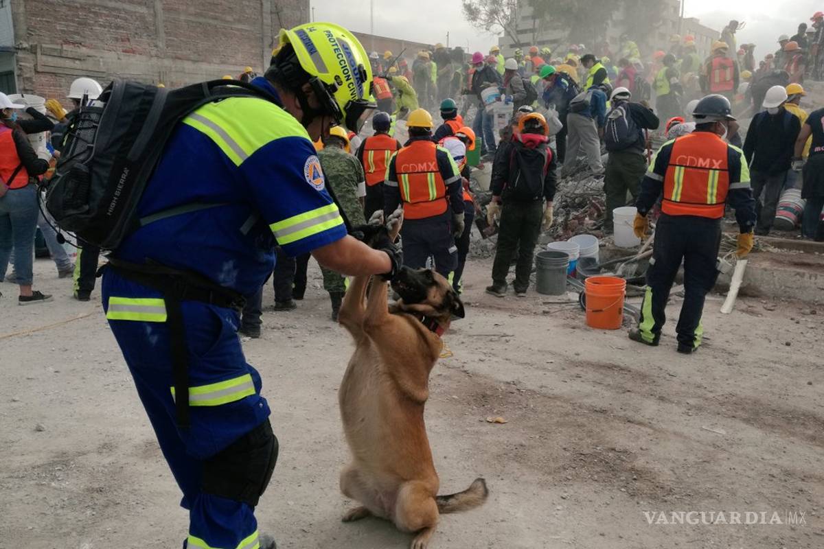$!Perros rescatistas, héroes de cuatro patas del sismo (fotos/videos)