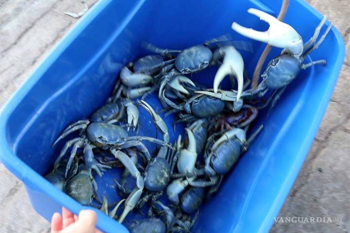 Habitantes de Cancún regresan al mar a cientos de cangrejos azules
