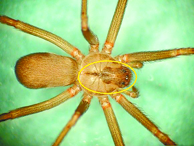 'Ni alerta ni psicosis' en Coahuila por araña violinista