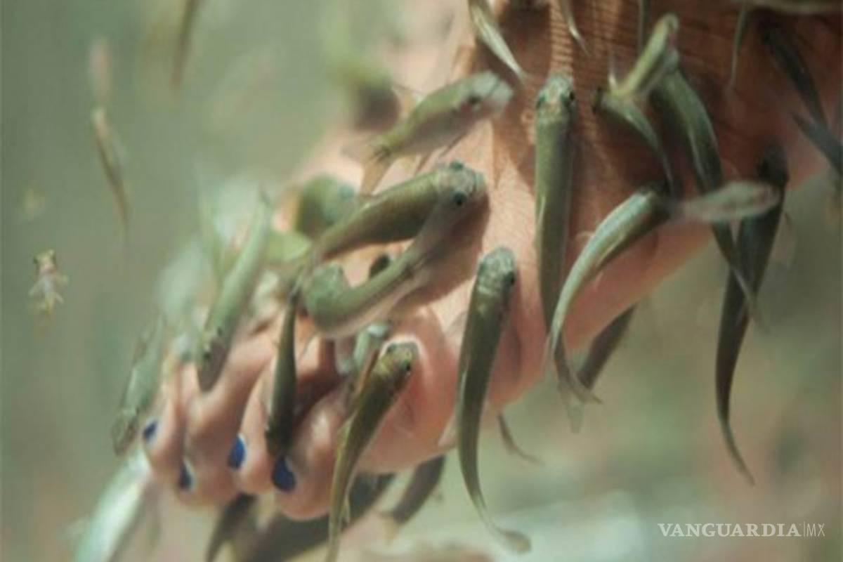 Pierde las uñas de los pies por hacerse pedicura con peces