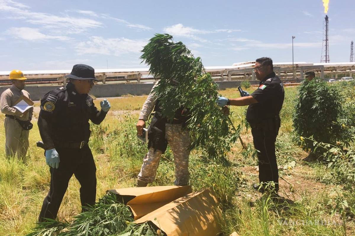 Encuentran plantío de mariguana en refinería de Cadereyta, Nuevo León