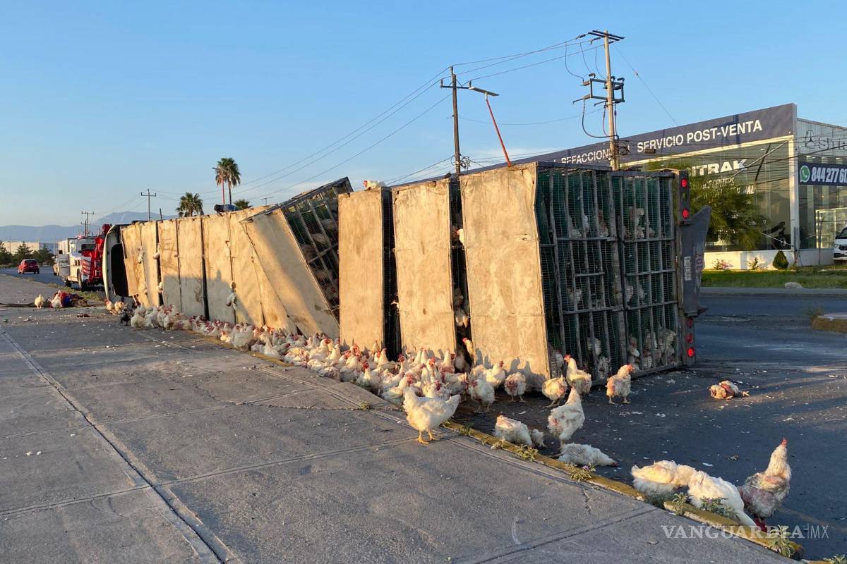 Vuelca tráiler con gallinas en el libramiento OFT y provoca caos vehicular