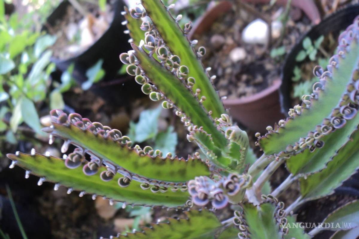 Aceite de planta de aranto, útil en el combate al cáncer de mama