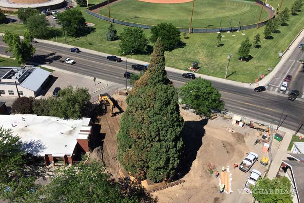 Transplantan monumental árbol en Idaho