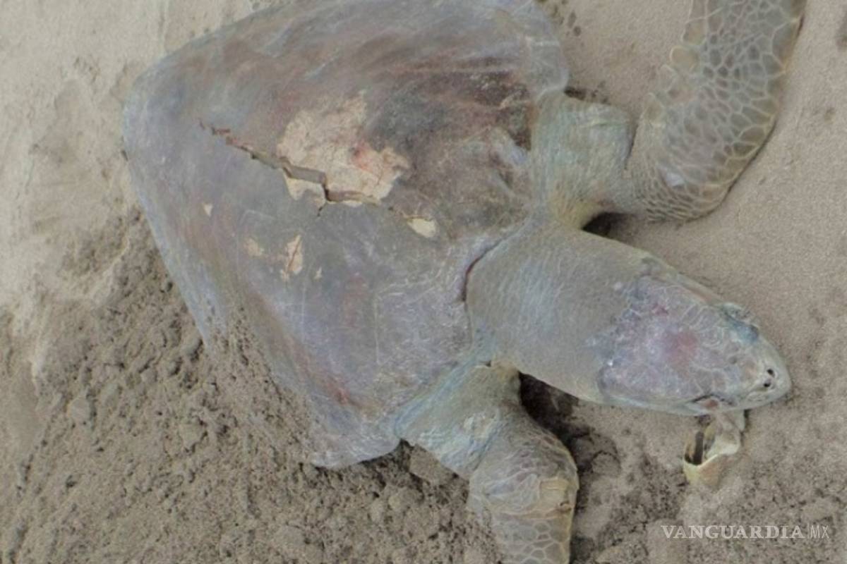 Misteriosa muerte de 113 tortugas en peligro de extinción, ya es investigado por Profepa