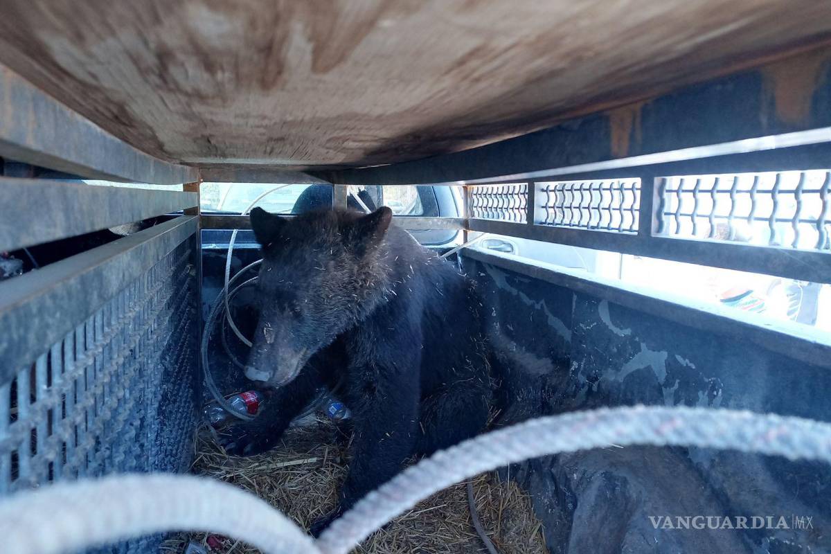 Buscan a familia de 4 osos en Río Monclova; PC captura uno y está en búsqueda del resto
