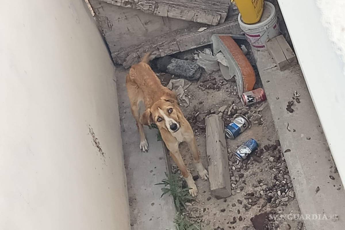 Autoridades de Coahuila se hacen de la ‘vista gorda’ ante abandono canino: asociaciones protectoras