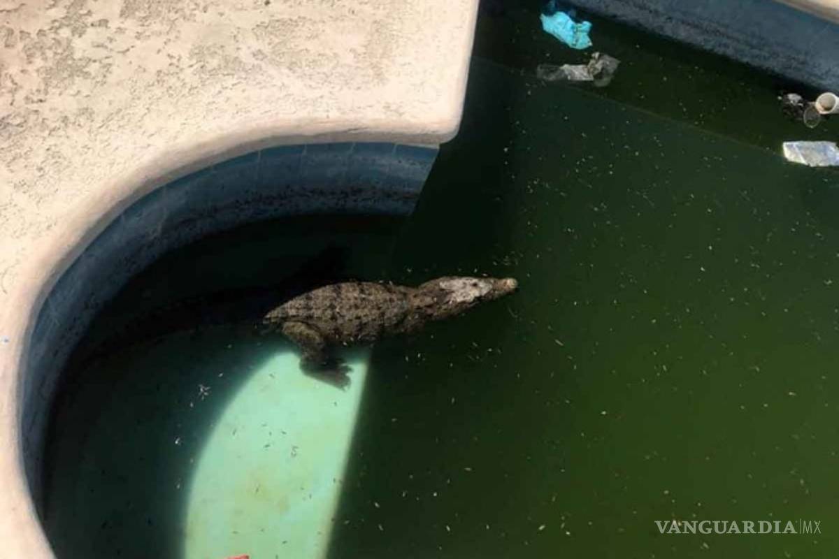 Localizan cocodrilo en alberca de Nuevo León