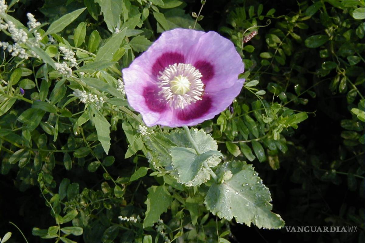 Una historia de alcaloides