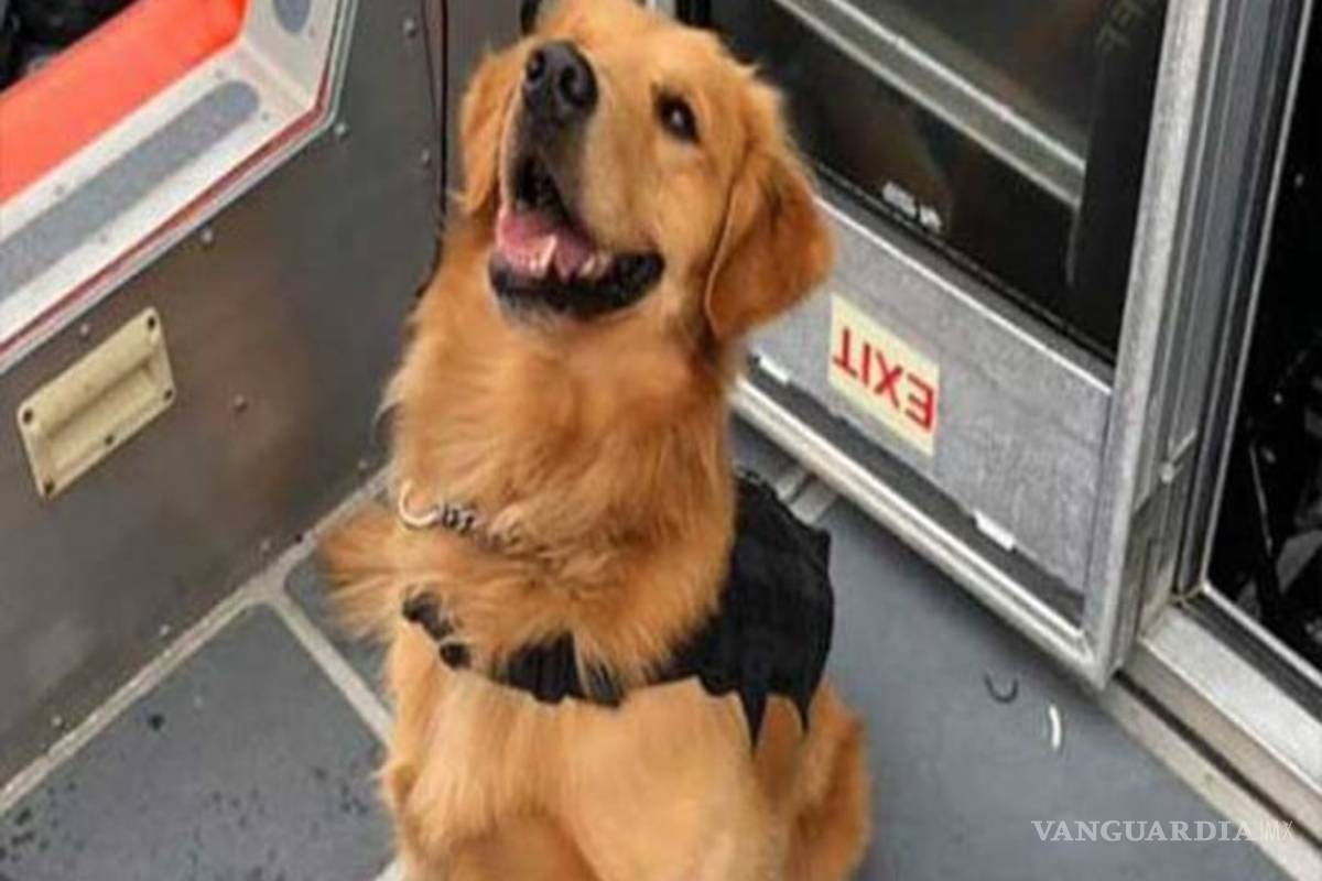 Perro policía sufre sobredosis tras detectar drogas