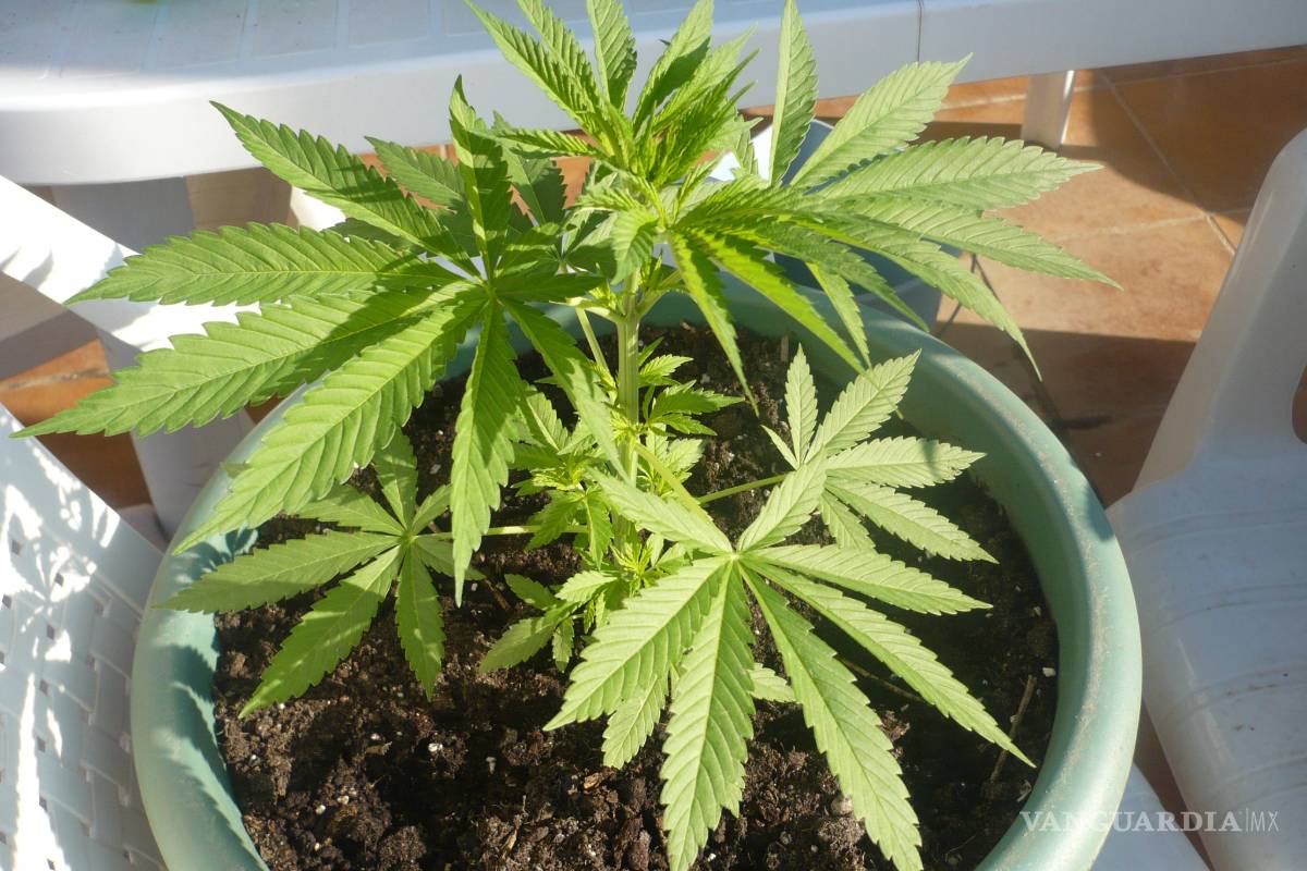 Propone Morena que se puedan tener hasta seis plantas de mariguana en casa