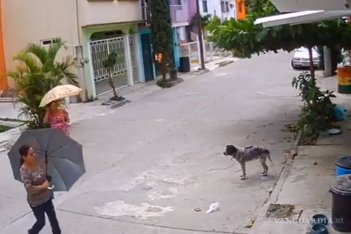 Ni los perros se salvan... mujer le roba sus platos y se convierte en #LadyTrastes (video)