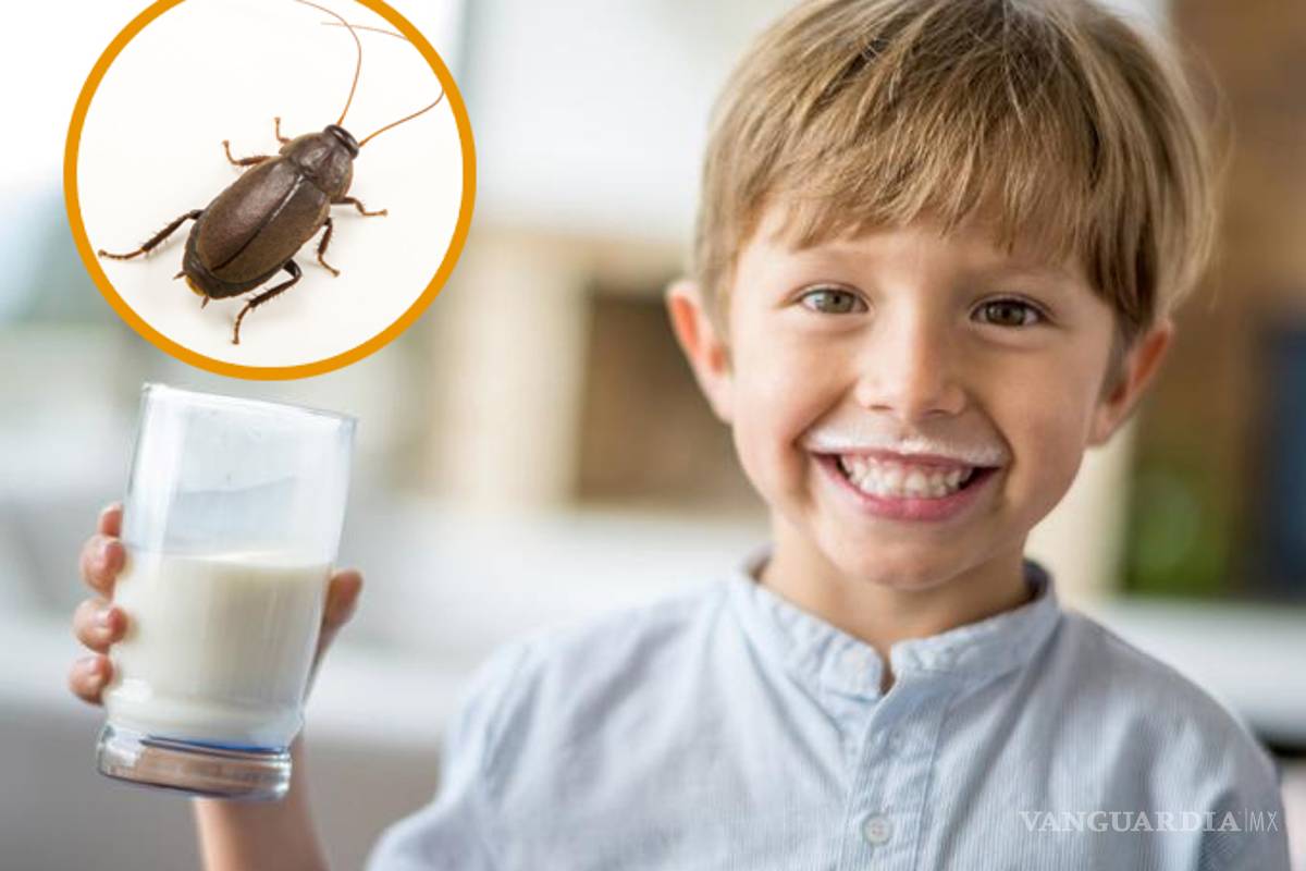 Leche de cucaracha: el nuevo alimento del futuro... ¿te atreverías a probarla?