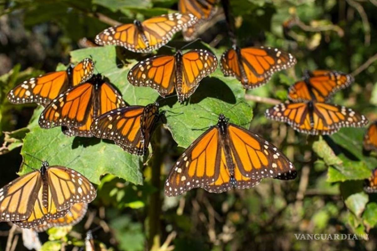 Esperan 240 mil visitantes a santuarios de Mariposa Monarca