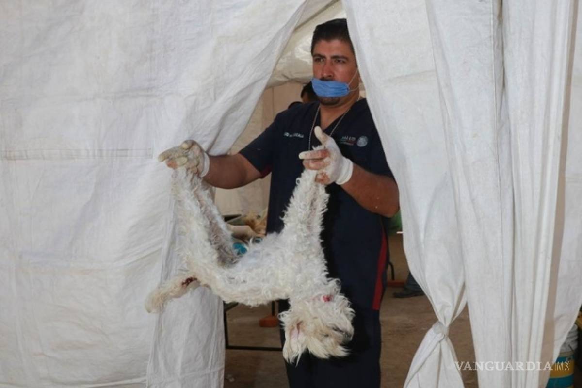 ¿‘Premias’ a tus mascotas con dulces? ¡Ojo, las podrías matar!