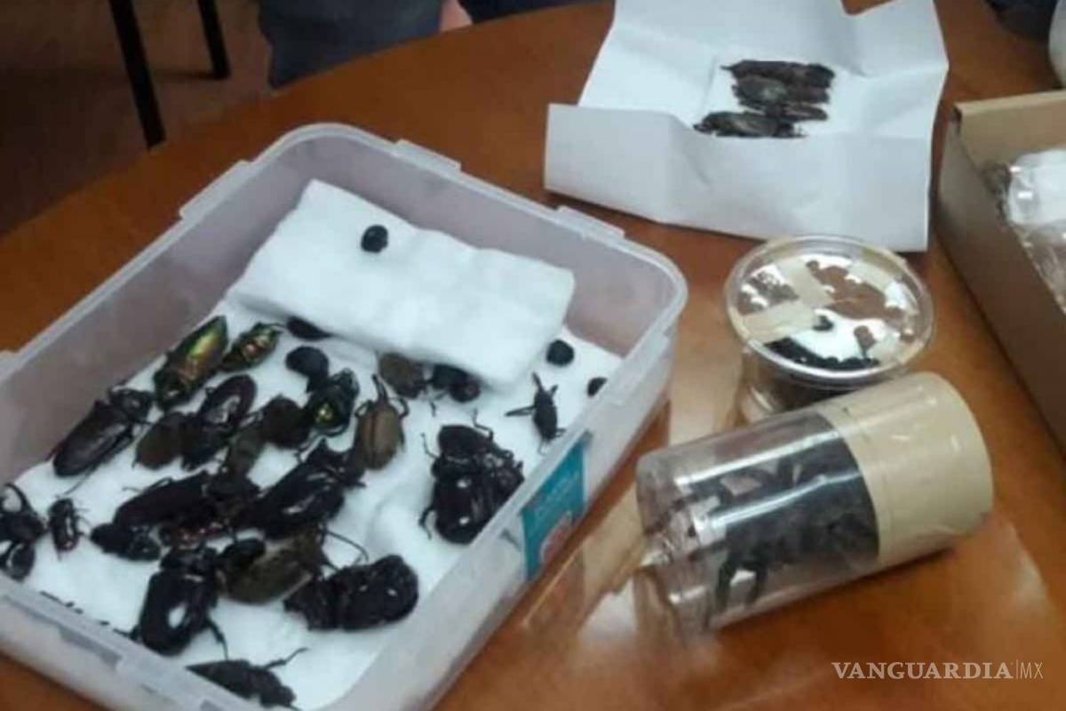 Arrestan a científico japonés por tráfico de especies