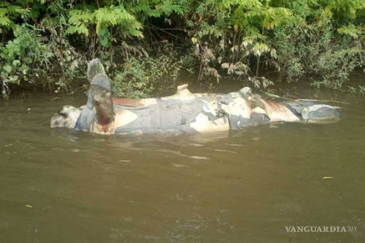 Reportan muerte de manatí número 78 en Tabasco