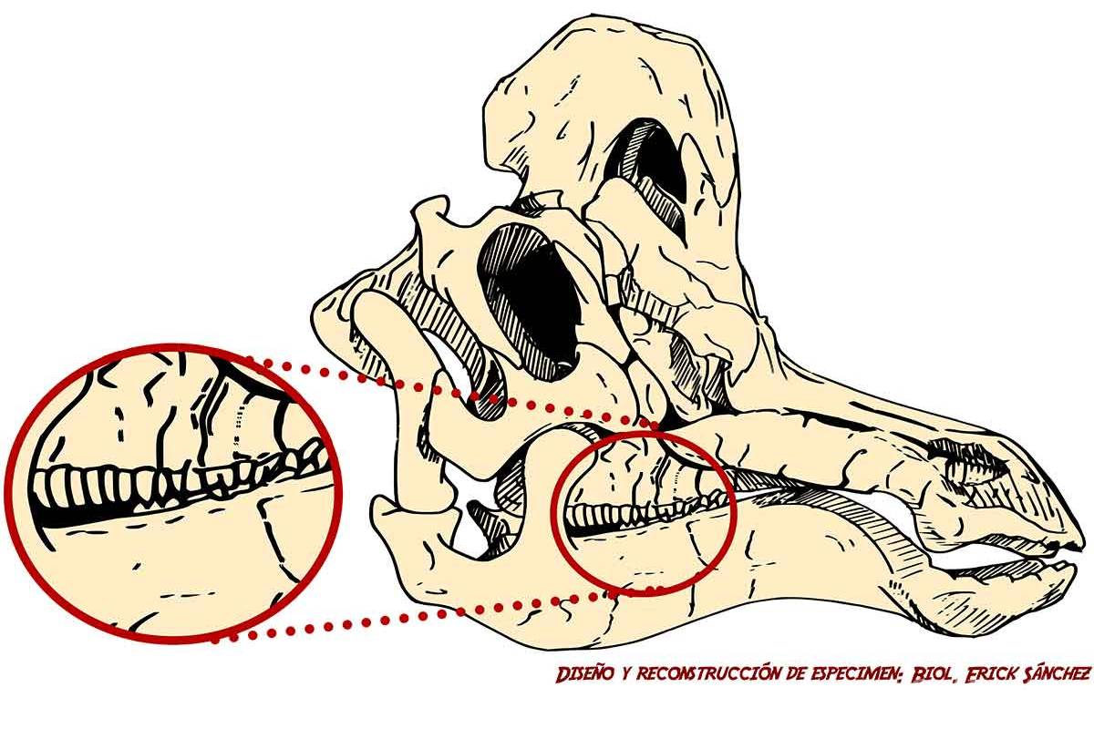 Dinosaurio de Coahuila ayuda a saber cómo fue el cambio climático