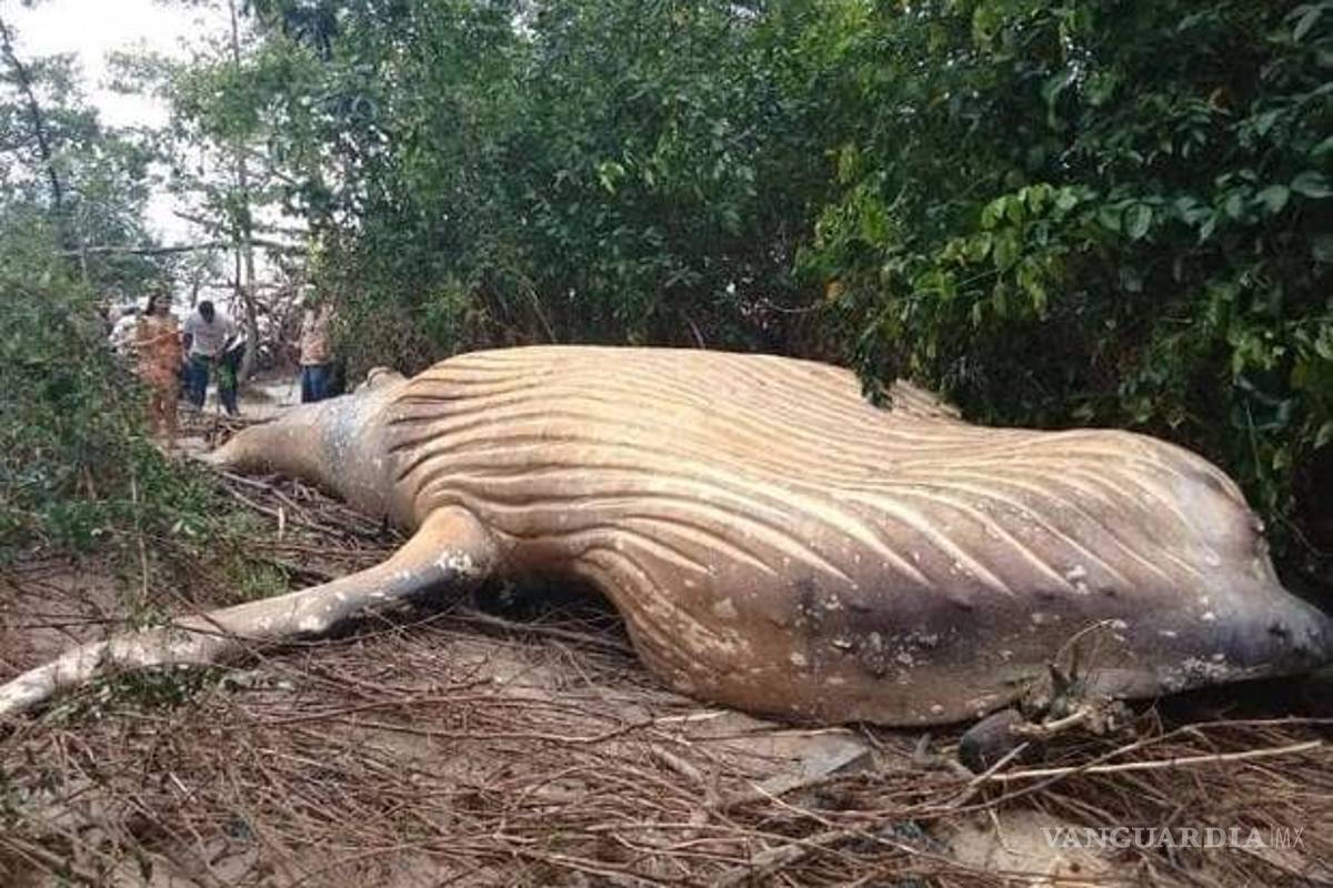 Misterio en el Amazonas, encuentran cadáver de ballena jorobada en la selva