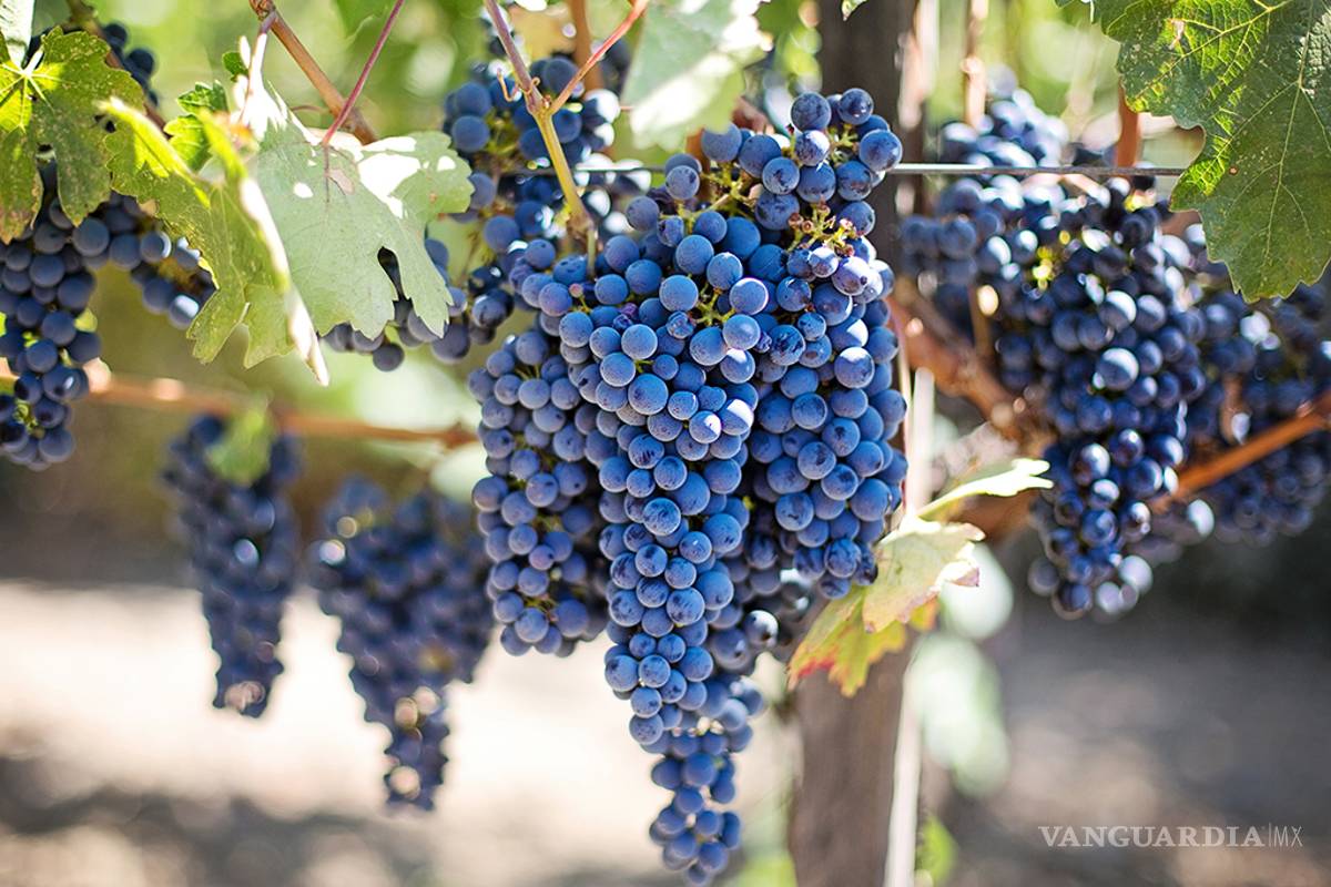 Si usted vino y no toma vino. ¿A que vino?