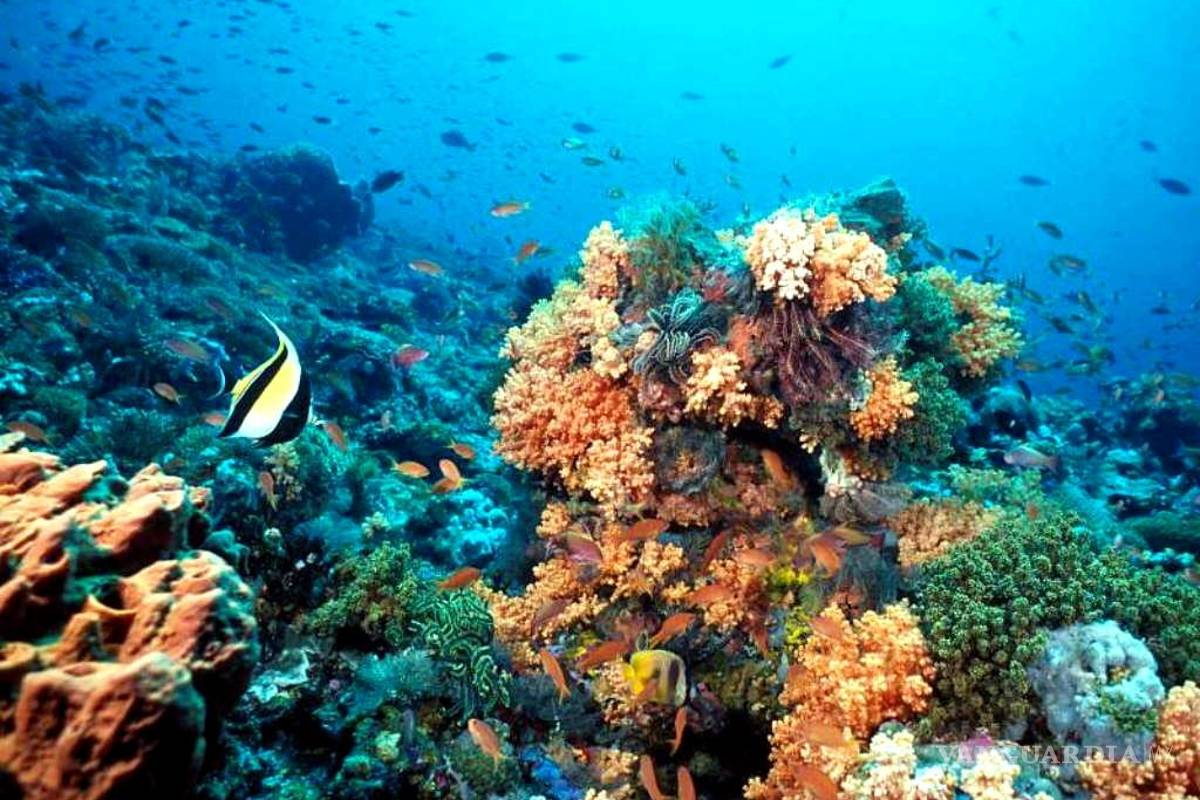 Obama crea la región protegida más grande del mundo en Hawaii