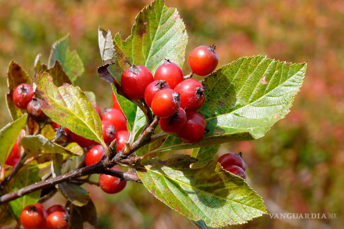 58% de árboles en Europa están en peligro de extinción
