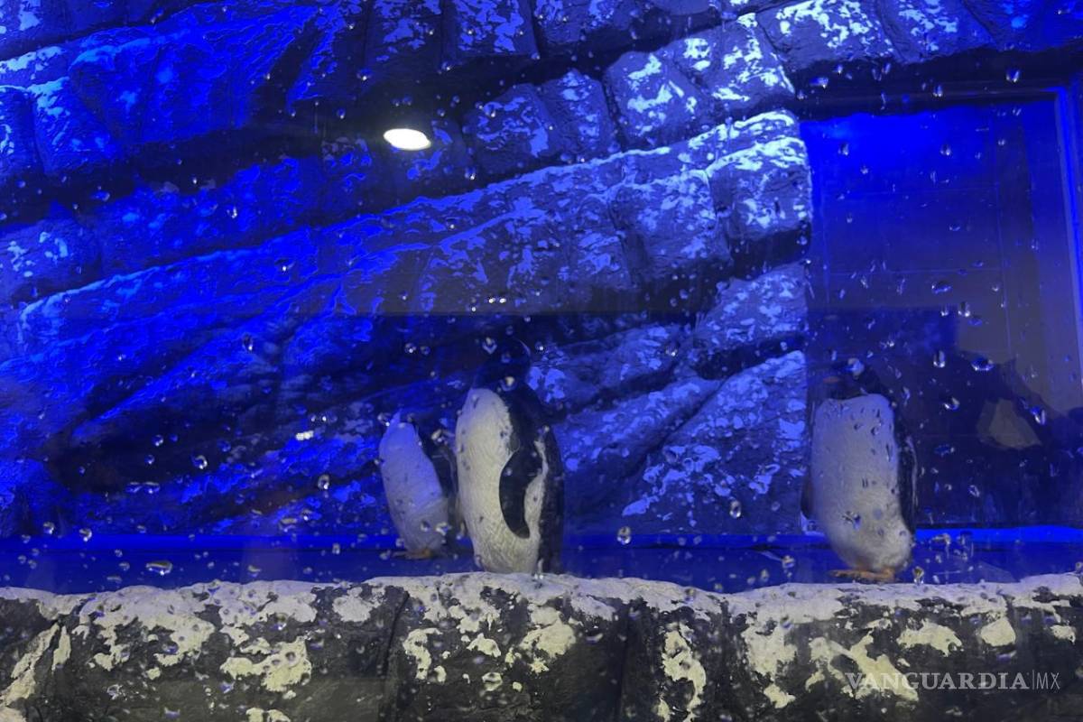 ¿Listo para la aventura? Conoce Sealand, el primer acuario interactivo en Monterrey