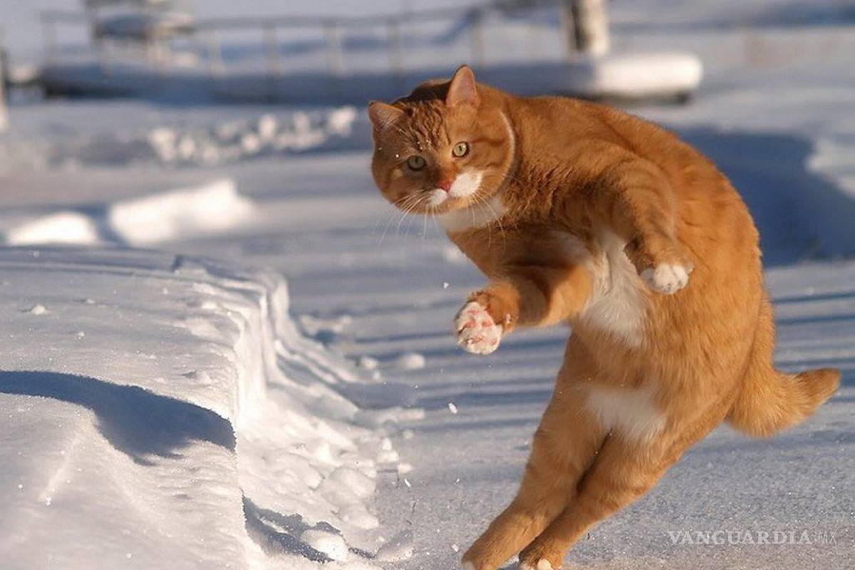 'Catinho'; el gato futbolista que inundó las redes sociales (fotos)