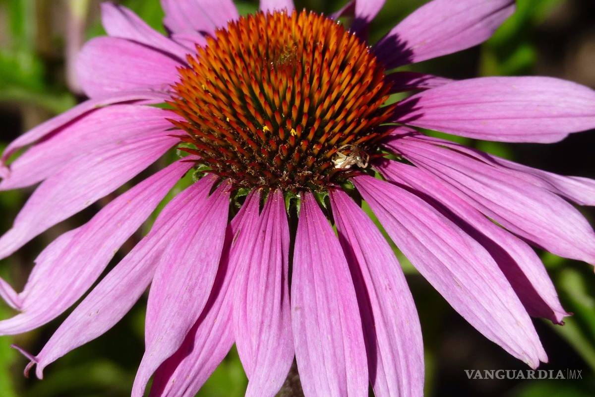Cofepris autoriza uso de 18 plantas medicinales, checa cuáles son