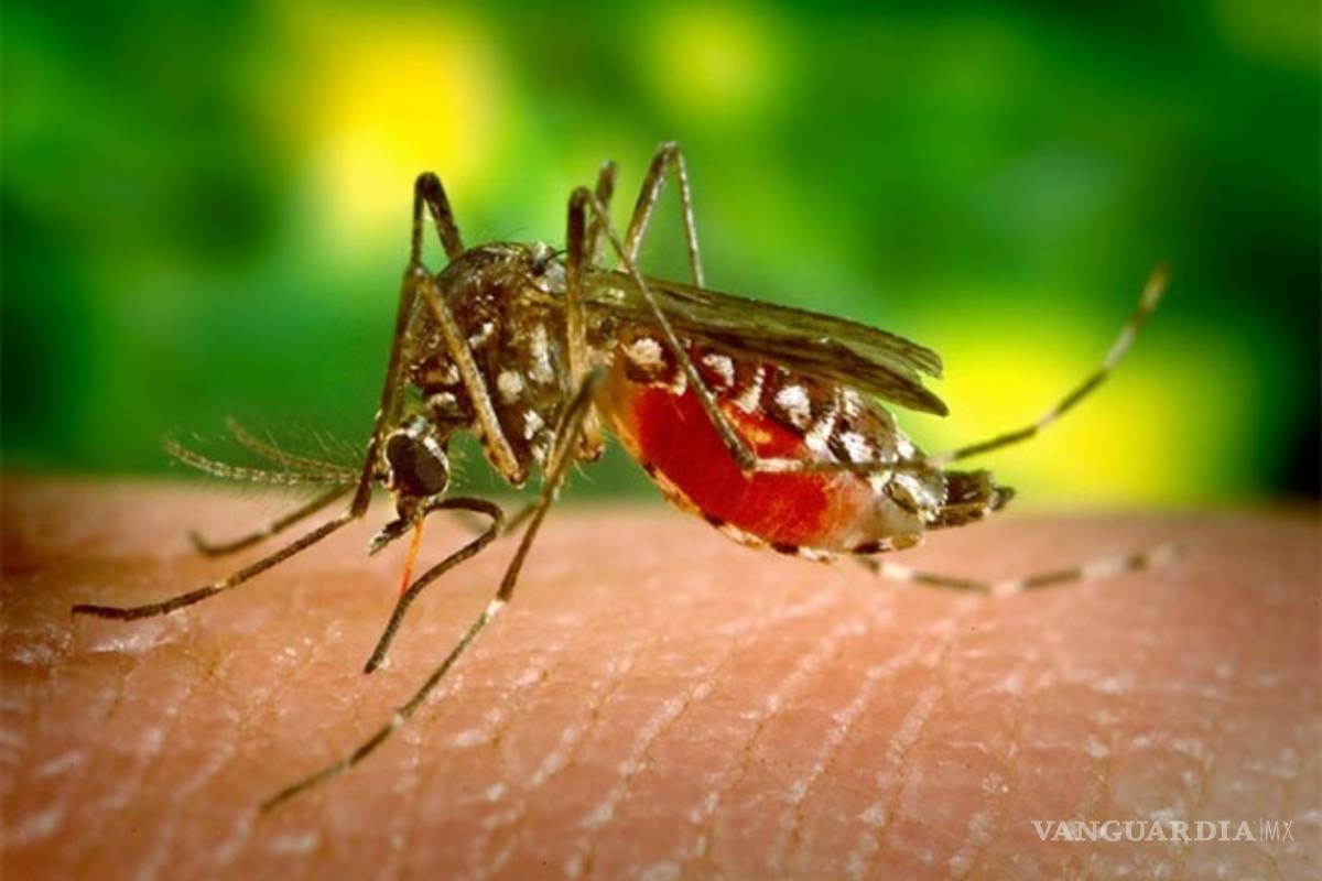 Mosquitos 'autodestructivos' contra la malaria